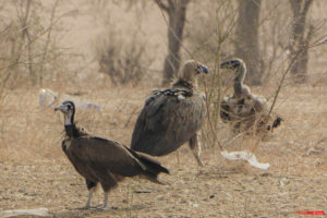 Griffon vulture 8944